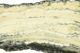 Mammoth Molar Slice With Case - South Carolina #291205-2